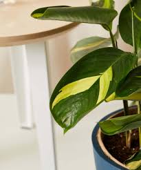 Image result for Sericanthe