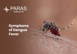 Image result for Dengue