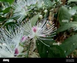 Image result for Capparaceae