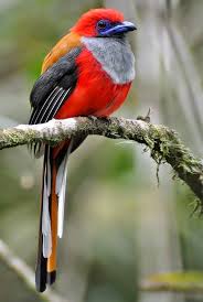 Black Birds With White Heads Pin On Birds