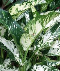 Pin On Dieffenbachia Plants