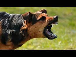 zlaya sobaka slushat laj sobaki laj shenka gromko zvuk zloj shenok sobaka shpic laet laj sobaki shpic youtube