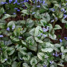 Image result for Sebaea brachyphylla