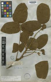 Image result for Centrolobium