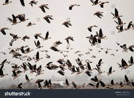 Autumn And Spring Migrations Of Birds Geese Make Long Stops In Process Of Migration To Replenish Energy Resources Agricultu Bird Migration Stock Photos Birds