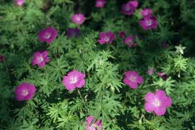Et groblad kan på plenen stå. Blodstorkenebb Ogsa Kalt Makrellblomst Nibio