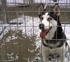 Check spelling or type a new query. Dogs Rescued From Pine River Puppy Mill Need Homes Plymouth Mn Patch