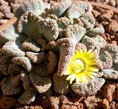 Image result for Nananthus aloides