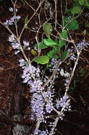 Image result for Lijndenia sp. cf barteri