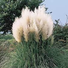 You should see that shoots are forming at the base. Spring Hill Nurseries 3 In Pot White Pampas Grass Cortaderia Live Potted Perennial Plant White Colored Plumes 1 Pack 67494 The Home Depot