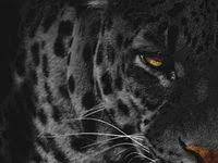  Random Inspiration 120 Architecture Cars Girls Style Gear Wild Cats Majestic Animals Animals