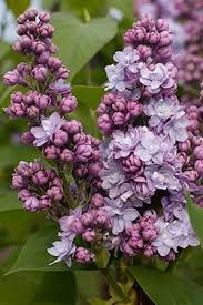 Pflanzenportrat Syringa Vulgaris Michel Buchner Gemeiner Flieder Pflanzen Lila Farbe