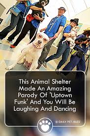 This Animal Shelter Made An Amazing Parody Of Uptown Funk You Ll Fall In Love With These Pups Animal Shelter Animal Rescue Stories Cute Animal Videos
