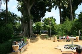 Monumental Trees In Jardin De Murillo In Sevilla Andalusia Spain