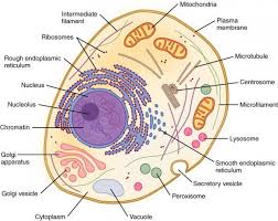 Cell Nucleus Human Cell Diagram Human Cell Structure Animal Cell Structure