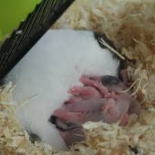 Maybe you would like to learn more about one of these? 6 Things You Should Never Do If Your Hamster Has Babies Pethelpful