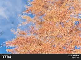 Now dead tree stumps that once made up a living forest. Bald Cypress Tree Image Photo Free Trial Bigstock