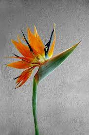 Bird Of Paradise Paradise Flowers Birds Of Paradise Tropical Flowers