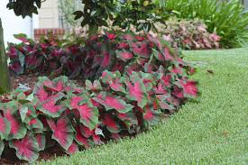 Caladium 39 Florida Cardinal 39 Has An Especially Elegant Look With Medium Sized 6 Quot To 15 Quot Bright Wine Shade Plants Plants Tropical Landscaping