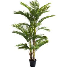 We did not find results for: Deco Plant Palm Tree 190 Kare Design