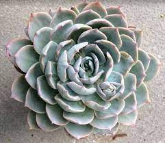 Echeveria agavoides 'lipstick' 8 pot $25 10 pot $40. How To Grow And Propagate Echeverias Succulent Plant Care
