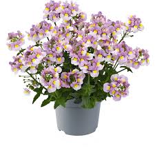 Image result for Nemesia fruticans