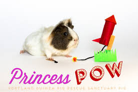 Check spelling or type a new query. Ai Weirdness Neural Networks Can Name Guinea Pigs