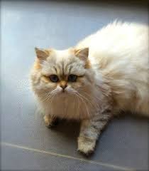 Izukiss Femelle British Longhair Seal Golden Tabby Point Cat Chat Animal Babycat Kitten Bordeaux Britishlonghair Chaton British Longhair Femelle