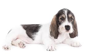 We did not find results for: Grand Basset Griffon Vendeen Dog Breed Information American Kennel Club