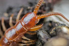 Natural ways to get rid of centipedes. How To Get Rid Of Centipedes How I Get Rid Of