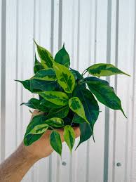 Image result for Ficus barteri