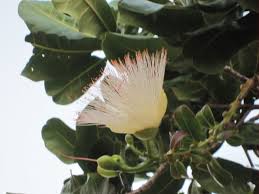 Image result for Barringtonia asiatica