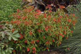 Maybe you would like to learn more about one of these? Hamelia Patens Firebush Hummingbird Bush Mexican Firecracker Redhead Scarlet Bush North Carolina Extension Gardener Plant Toolbox