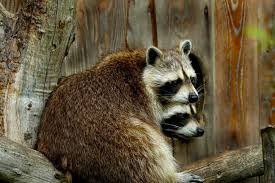 Maybe you would like to learn more about one of these? Raccoons Dfw Wildlife Organization