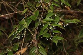 Image result for Vaccinium madagascariense