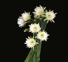 5 Lovely Flowers Which Bloom Only At Night Allrefer