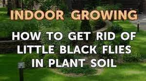And you need to do it fast. How To Get Rid Of Little Black Flies In Plant Soil Youtube