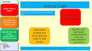 Maybe you would like to learn more about one of these? Describe The Structure Of An Animal Cell Explain The Role Of The Organelles In The Animal Cell Outcomes State What A Cell Is Key Words Organelle Specialised Ppt Download
