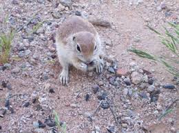 In wildland areas, they provide beneficial ecosystem services such as disseminating seeds, loosening compacted soils, and feeding carnivorous animals and raptors. Crl Other Research Projects