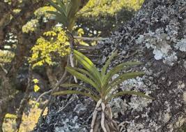 Image result for Ypsilopus erectus