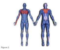 This step is essential in the healing process. Pectoralis Major Strain Sports Clinic Nq