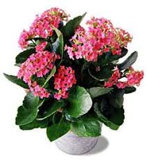 Wiese Acres Kalanchoe Plants Plants Propagating Plants Kalanchoe Blossfeldiana