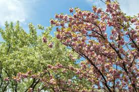 Maybe you would like to learn more about one of these? Springtime In German Village