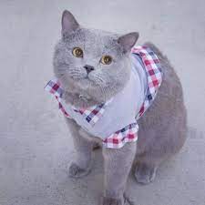Check Why Cats Love Magics With Zach King Zachking Cats Animals Magic Love Cats Cat Love Cute Baby Animals