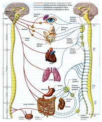 Képtalálat a következőre: „craniosacral pictures”