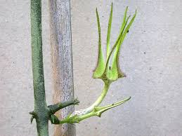 Image result for Ceropegia simplex