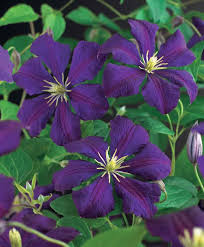 The 'violet star' flower can be up to 10 cm in width, with cream coloured stamens. Clematis Viticella Etoile Violette Klematis Klatreplanter Blomster