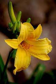 Yellow Lilly In Bloom Wonderful Flowers Yellow Flowers African Flowers