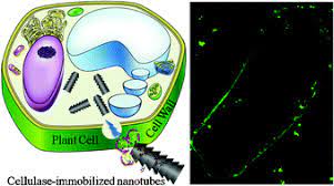 Maybe you would like to learn more about one of these? Introducing Carbon Nanotubes Into Living Walled Plant Cells Through Cellulase Induced Nanoholes Rsc Advances Rsc Publishing