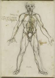 Sono Gratis E Ad Alta Risoluzione I Disegni Sull Anatomia Di Leonardo Da Vinci Leonardo Da Vinci Anatomia App Per Ipad